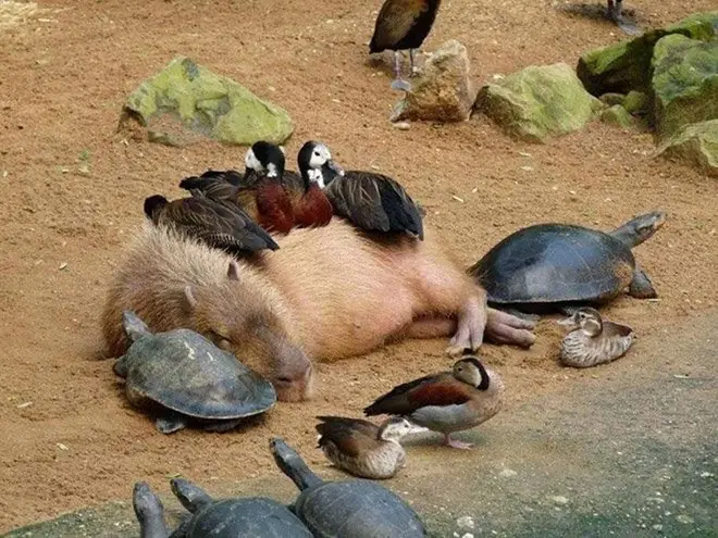 animal animal