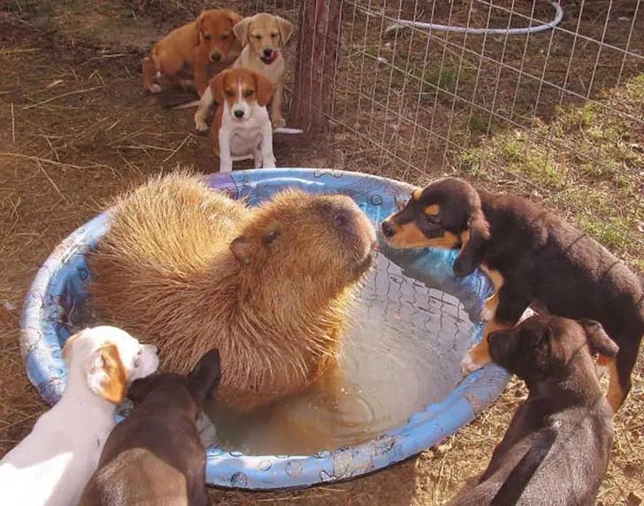 El Capibara es considerado el animal mas amistoso del mundo El Capibara es considerado el animal mas amistoso del mundo