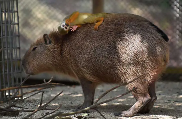 Capibara Capibara