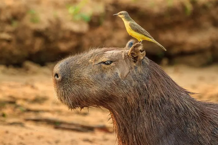 animal animal
