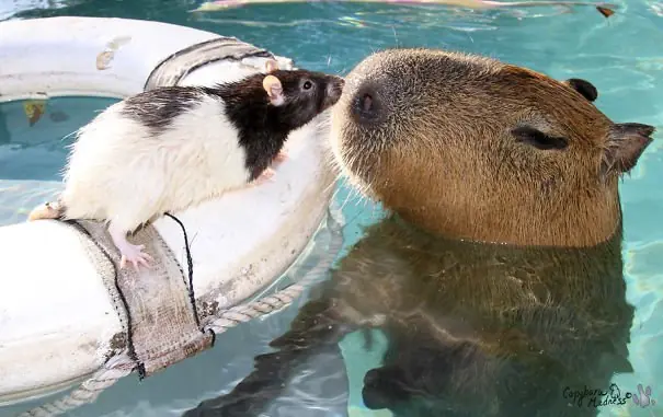 El Capibara es considerado el animal mas amistoso del mundo El Capibara es considerado el animal mas amistoso del mundo