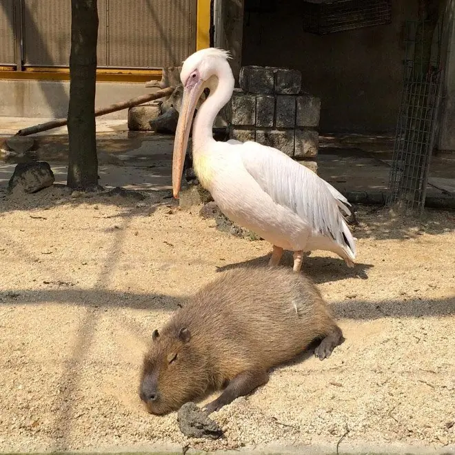 Capibara Capibara