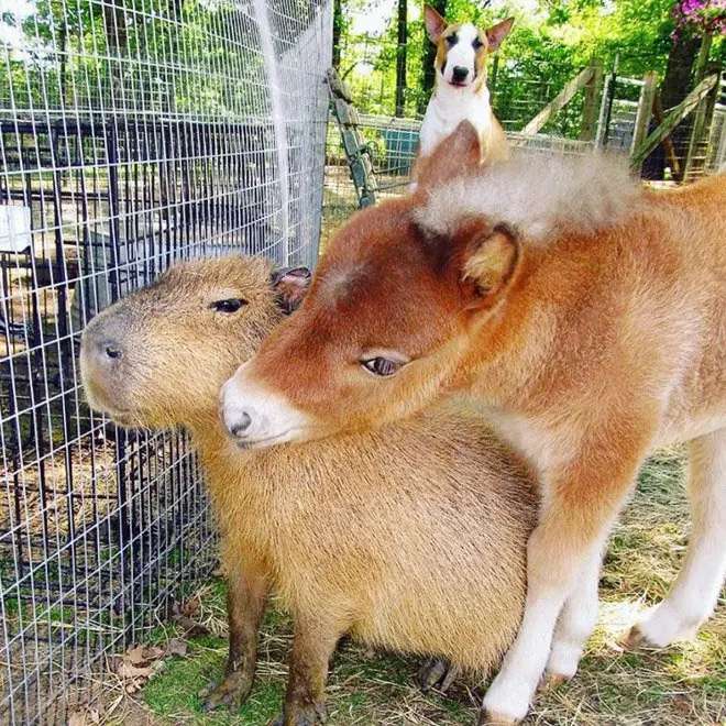 animal animal