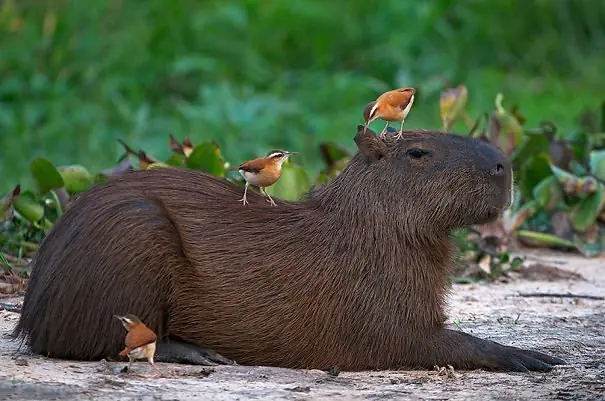 El Capibara es considerado el animal mas amistoso del mundo El Capibara es considerado el animal mas amistoso del mundo