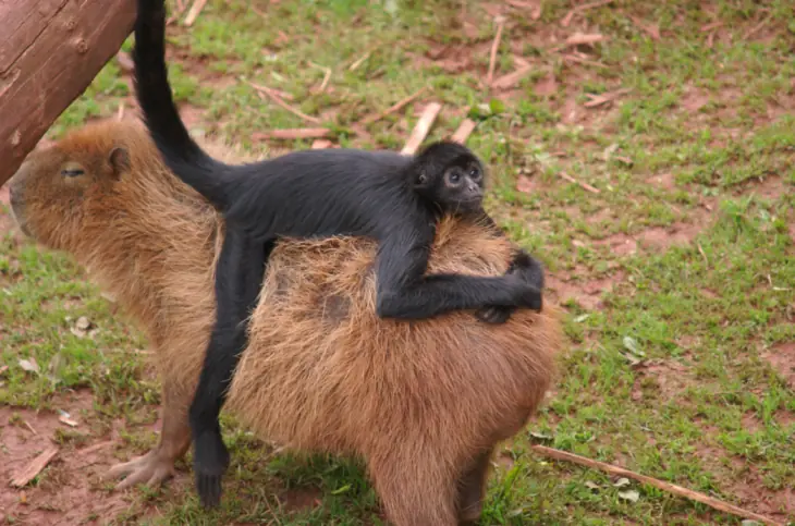 Capibara Capibara