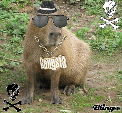 El Capibara es considerado el animal mas amistoso del mundo El Capibara es considerado el animal mas amistoso del mundo