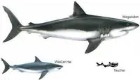 Megalodon