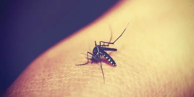 Los 8 virus más mortales de la historia