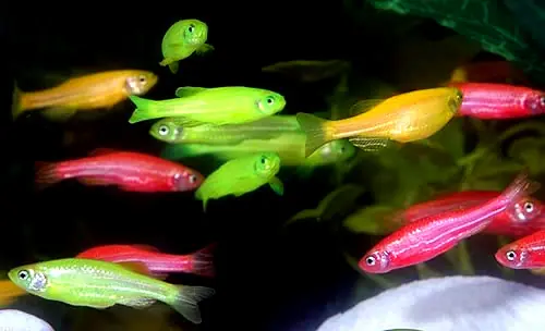 modificados geneticamente