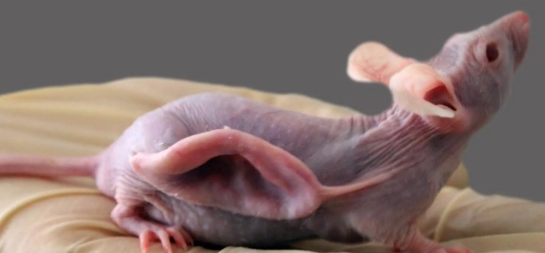 animales geneticamente modificad