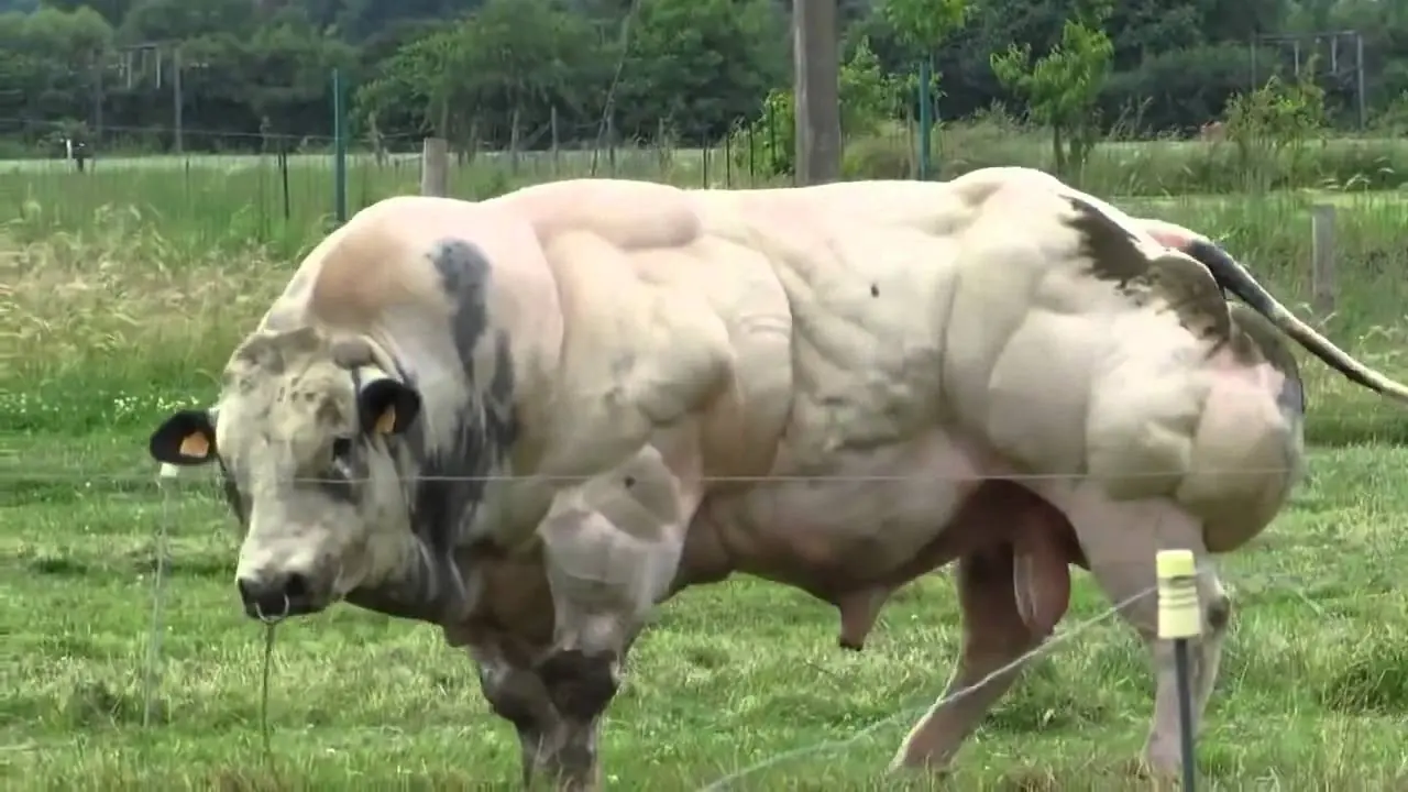 animales geneticamente modificad