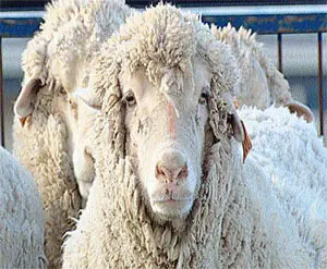Animales Que Fueron Modificados GENÉTICAMENTE (Transgénicos)
