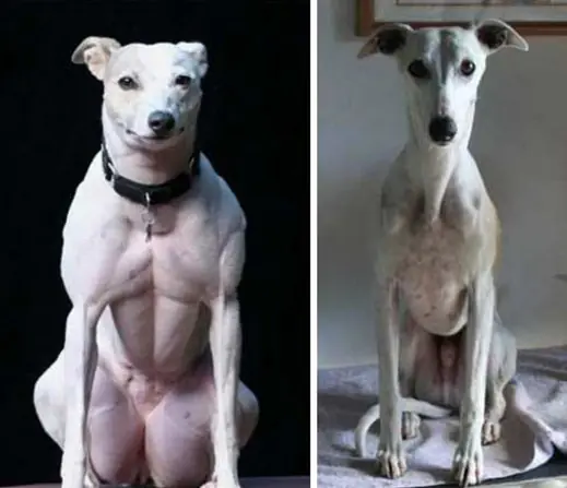 Animales
