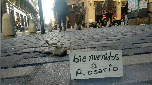 a las piñas por un porro