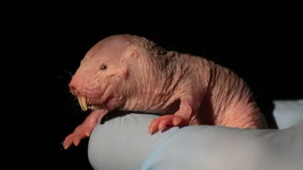 Heterocephalus glaber