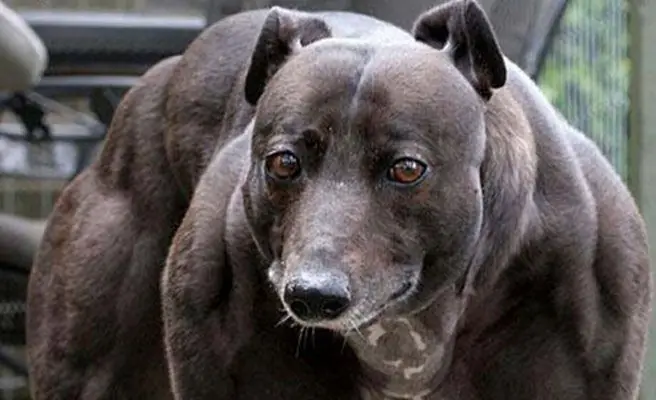 animales raros