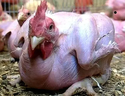 animales raros