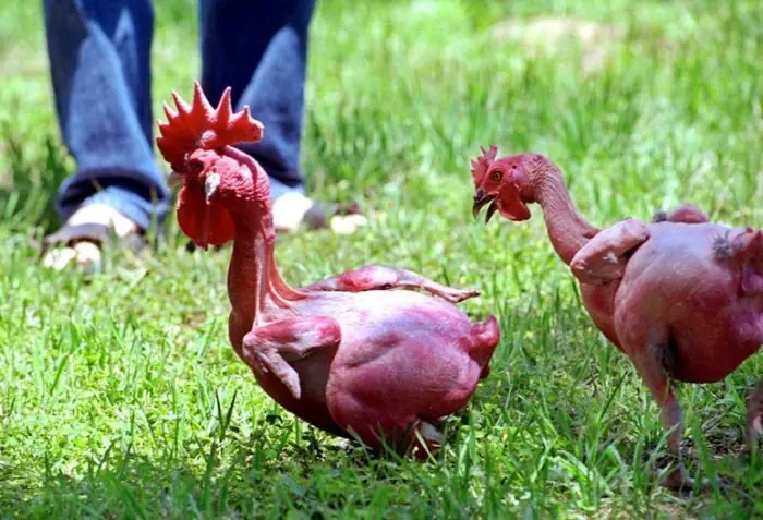 Animales