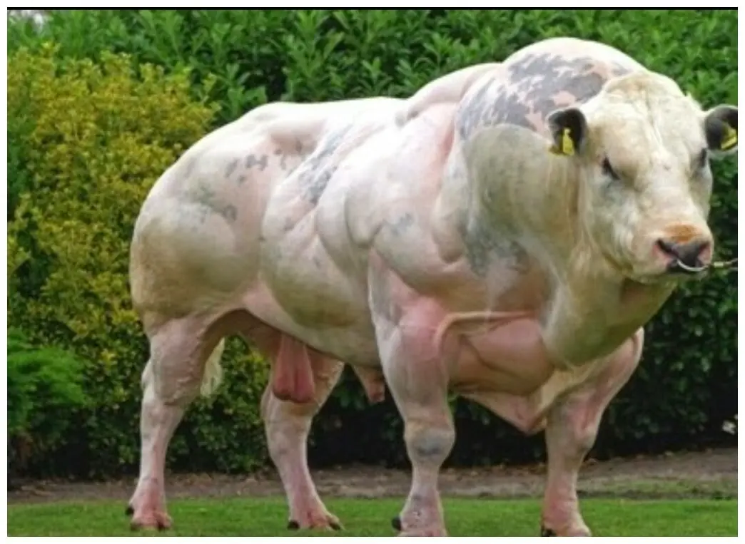 animales modificados para el ben
