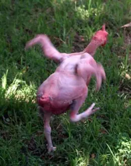 Animales Que Fueron Modificados GENÉTICAMENTE (Transgénicos)