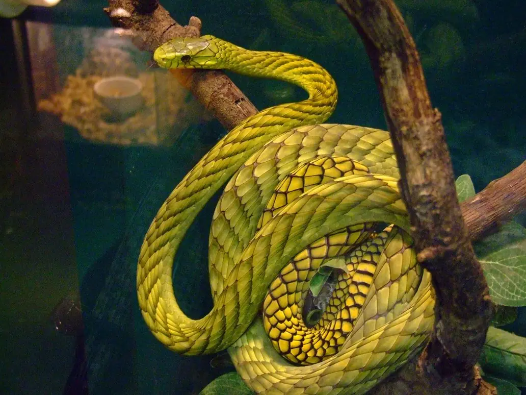 bitis gabonica
