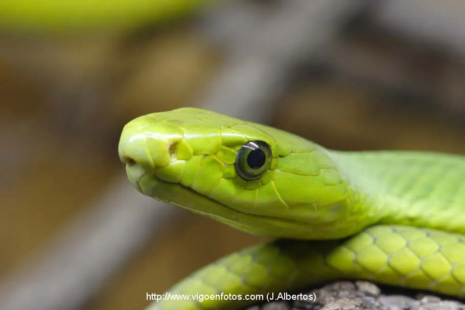 boomslang