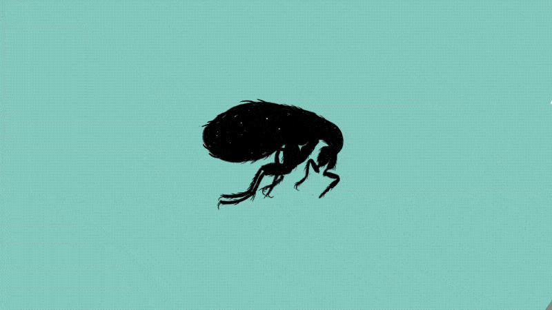 animales