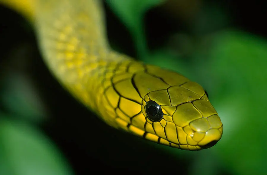 bitis nasicornis
