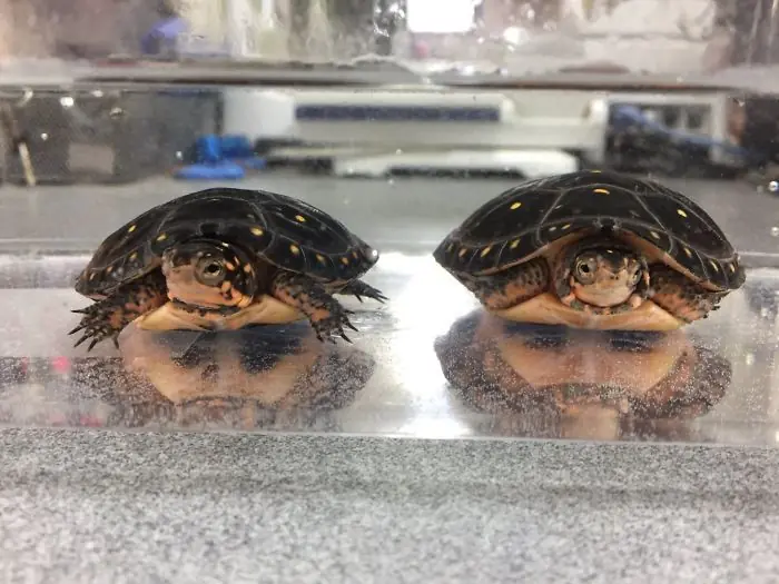 Divertidos ejemplos de pareidolia en objetos cotidianos