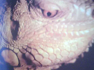 iguana iguana