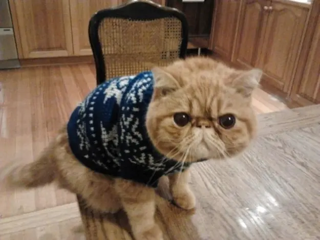 le gatitos