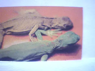 iguana mexicana