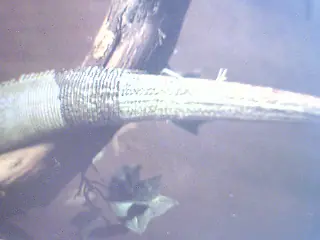 iguana verde