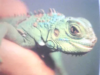 iguana mexicana