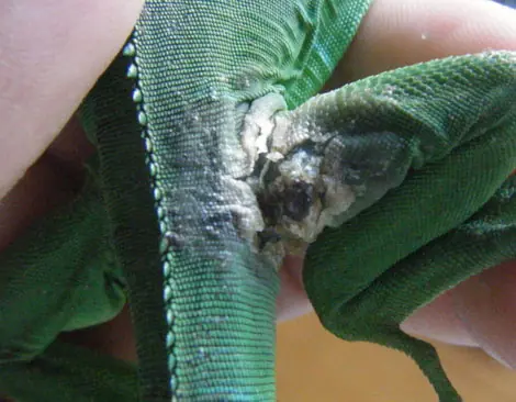 Iguana Verde (Iguana Iguana)