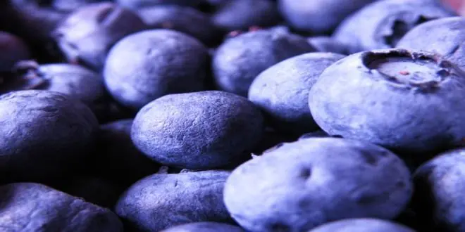 ¿Por qué no hay alimentos azules?