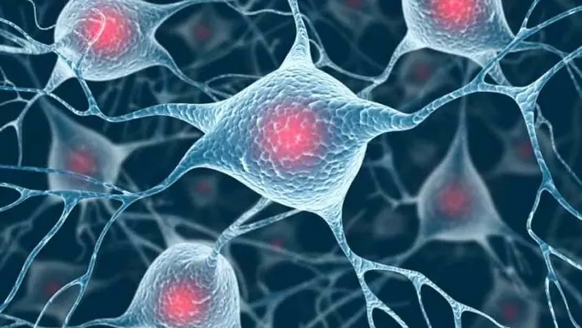 Científicos logran crear neuronas para reparar daños médula