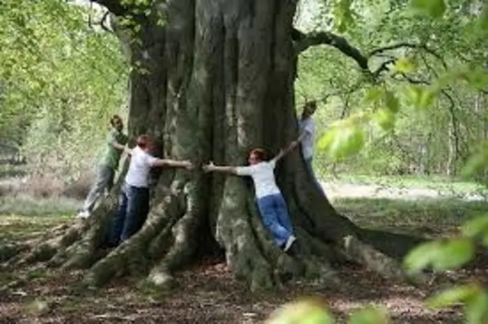 arbol