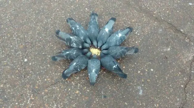 para pasar el dia
