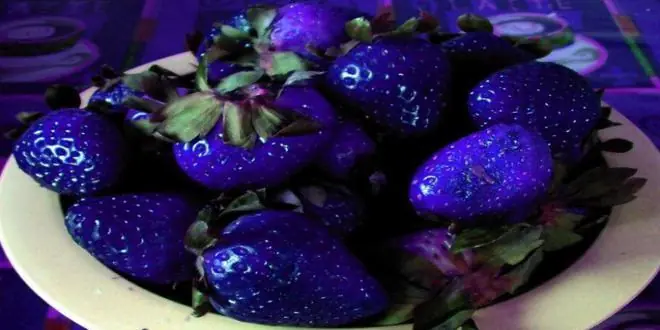 ¿Por qué no hay alimentos azules?