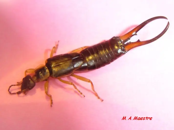 familia