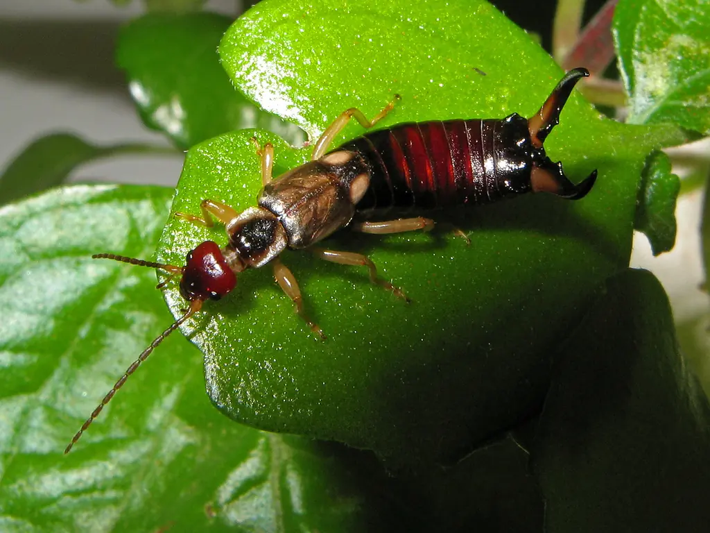 insecto