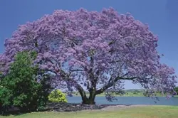 Sumando a 10.000 arboles de @Jr_Vo (Jacaranda)