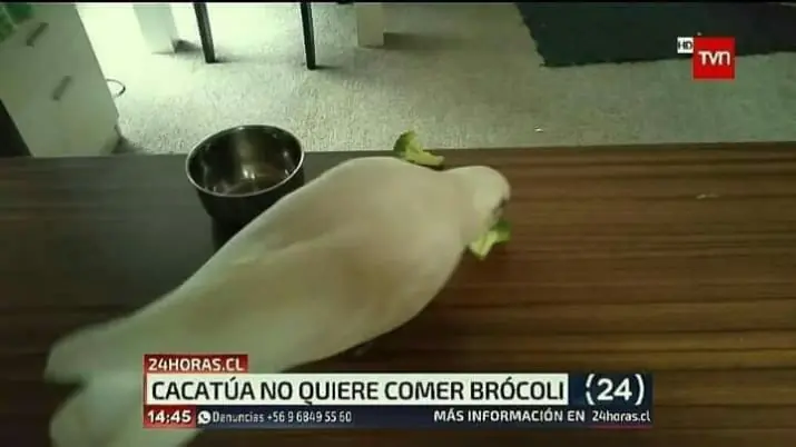 pifias