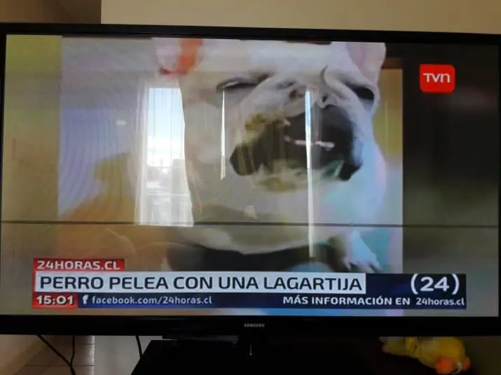 fallos