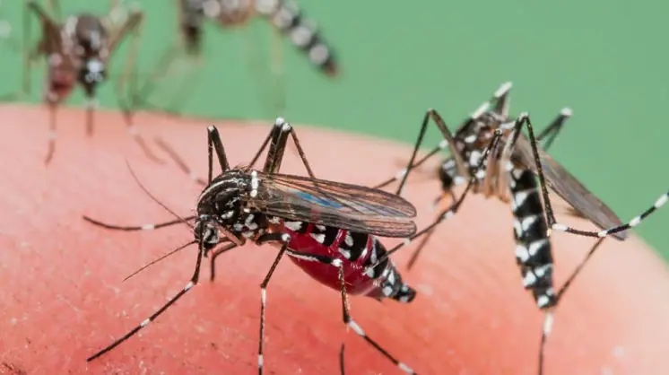 Por qué hay una oleada de mosquitos en Buenos Aires