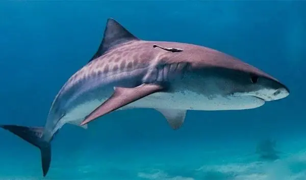 hisrotia