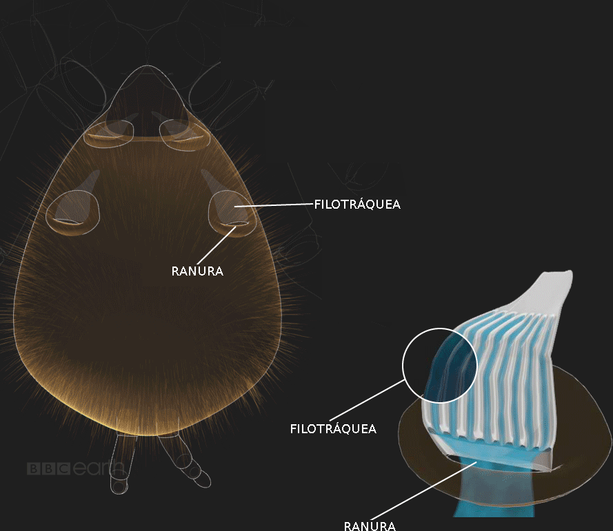 Como Funcionan Las Tarantulas