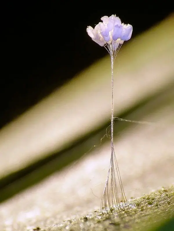 La enigmática flor que crece cada 3 mil años