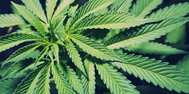 EE.UU lo admite: la cannabis mata las células cancerosas